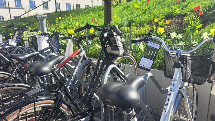 En samling cyklar som står parkerade framför en grönskande rabatt med tulpaner och påskliljor.