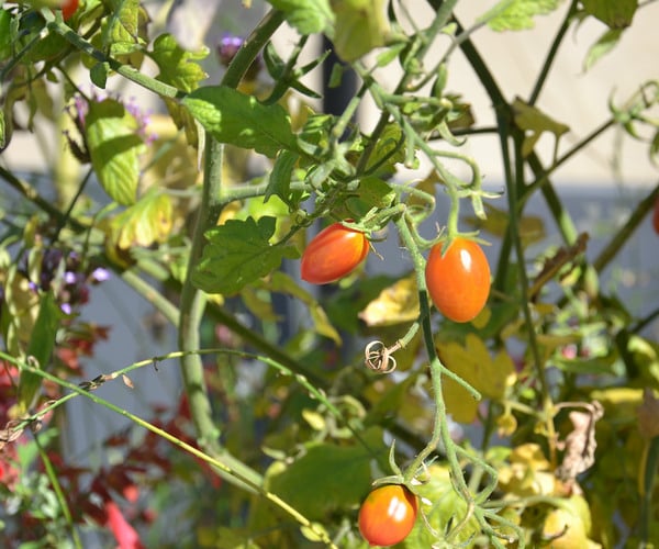 Tomater som växer på en planta.