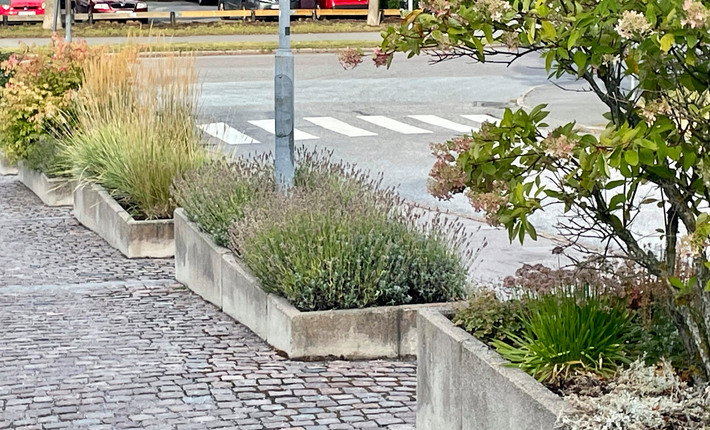 Några växter som står längs en trottoar på Jakobsbergs sjukhus.