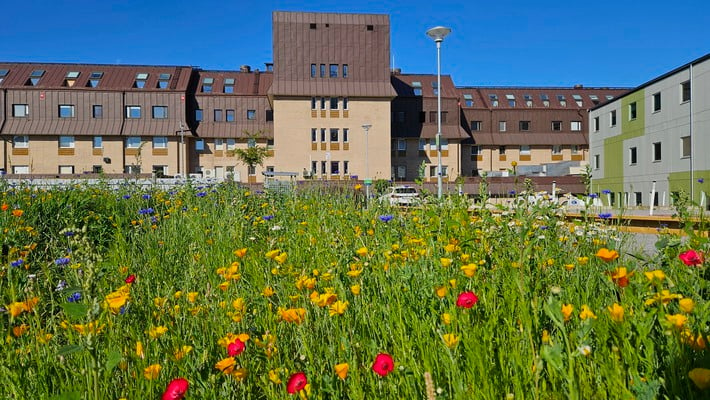 En blomman äng med gula och röda blommor för den biologiska mångfalden. Sjukhusbyggnader i bakgrunden.