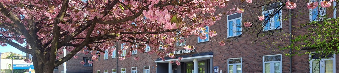 Rosa körsbärsblommor framför Radiumhemmet. 